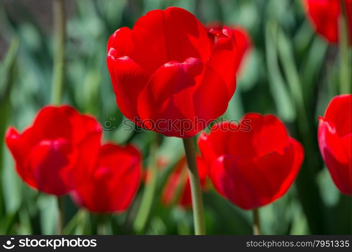 Several large red tulips on the flowerbed closeup