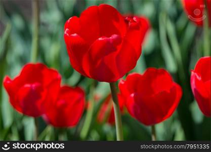 Several large red tulips on the flowerbed closeup