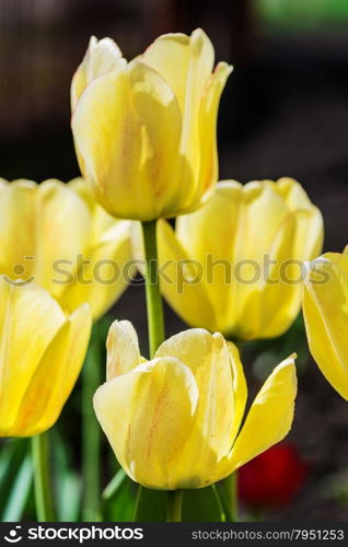 Several large yellow tulips against a dark background outdoors closeup