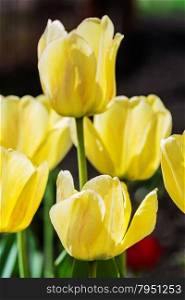 Several large yellow tulips against a dark background outdoors closeup