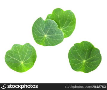 Several leafs of young nasturtium seedling. Isolated on white background. Close-up. Studio photography.