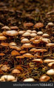 Several mushrooms on a coniferous forest floor. Several mushrooms