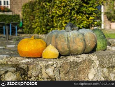 several pumpkins outside in the garden on a farm
