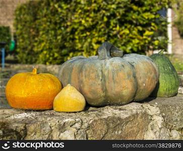 several pumpkins outside in the garden on a farm