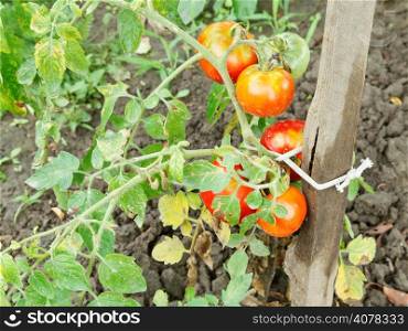 several red tomato on bush in garden in summer day