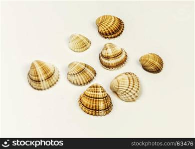 Several seashells lie on a white background