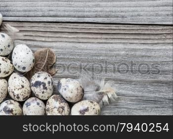 Several spotted quail eggs on the background of the old wooden boards with space for text