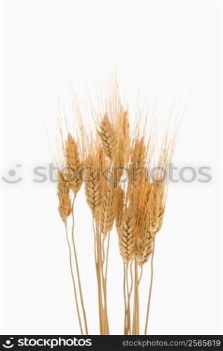 Several sprigs of dried wheat.