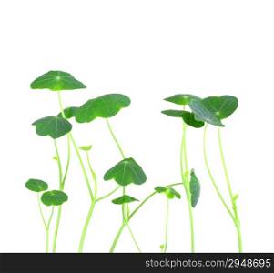 Several sprouts of young nasturtium seedling. Isolated on white background. Close-up. Studio photography.