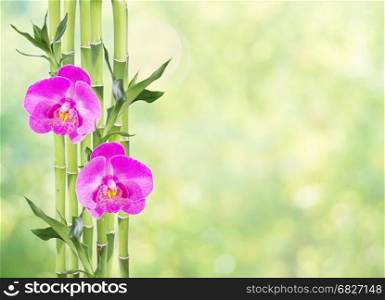 Several stem of Lucky Bamboo (Dracaena Sanderiana) with green leaves and two pink orchid flowers, on natural green background, with copy-space