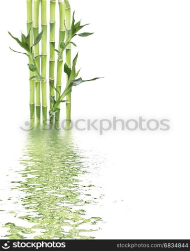 Several stem of Lucky Bamboo (Dracaena Sanderiana) with green leaves, isolated on white background, with copy-space