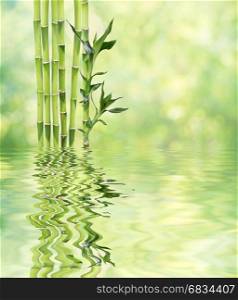 Several stem of Lucky Bamboo (Dracaena Sanderiana) with green leaves reflected in a water surface with small waves, on natural background, with copy-space