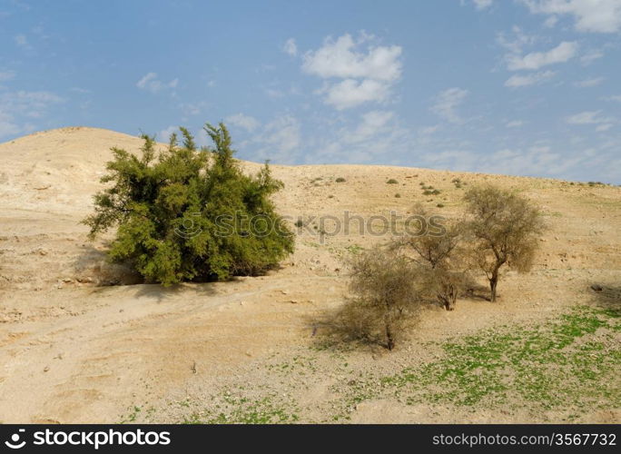 Several trees on the hill in the desert in spring. Several trees on the sandy hill in the desert in spring