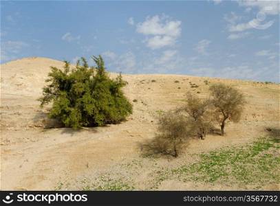 Several trees on the hill in the desert in spring. Several trees on the sandy hill in the desert in spring