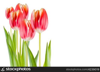 Several tulips isolated over white background