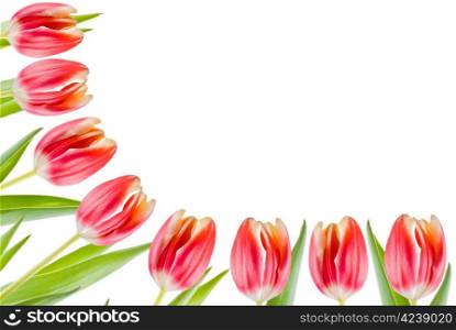 Several tulips isolated over white background - border