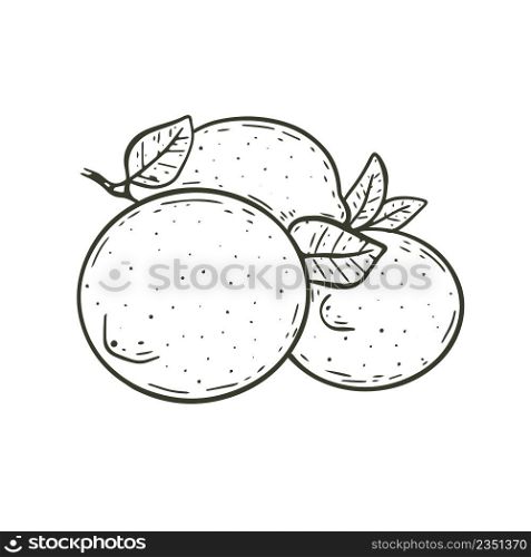 Several whole lemons hand engraved. Sketch citrus fruits with leaves isolated object. Healthy organic food vintage illustration. Several whole lemons hand engraved
