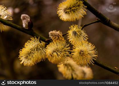 Several willow blossoms on a branch macro. Several willow flowers