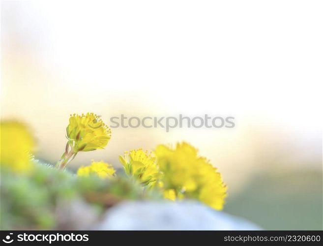 Several yellow flowers in springtime with nice bokeh. Yellow flowers in springtime with nice bokeh