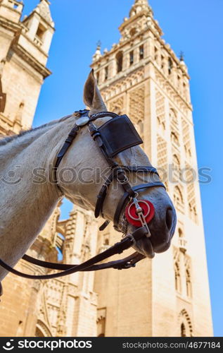 Seville cathedral Giralda tower with horse head in Sevilla Andalusia Spain