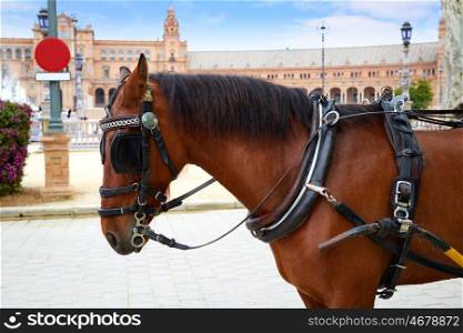 Seville Sevilla Plaza de Espana horse Andalusia Spain