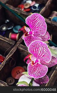 Sewing supplies and Orchid. Wooden box with thread and buttons for crafts and blooming Orchid