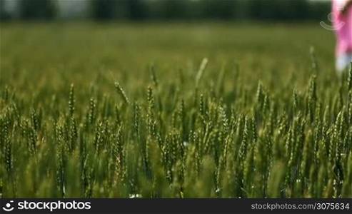 Sexy woman making a self portrait in the middle of the field. Young smiling female is standing in the green wheat field and making a selfies on the phone, while she is spinning around.