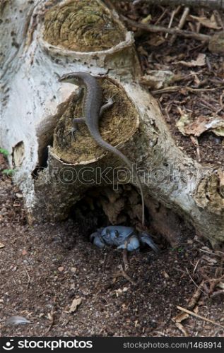 Seychelles Skink (Trachylepis sechellensis) over a stump of tree and a Blue Land Crab (Cardisoma guanhumi) in the ground