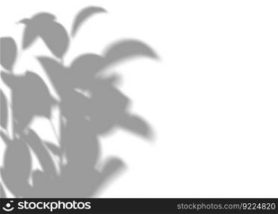 Shadow from plants, leaves, overlay effect. Realistic gray shadow on white background. Applicable for product presentation, photos, backdrop. Sun light. 3D render. Shadow from plants, leaves, overlay effect. Realistic gray shadow on white background. Applicable for product presentation, photos, backdrop. Sun light. 3D render.