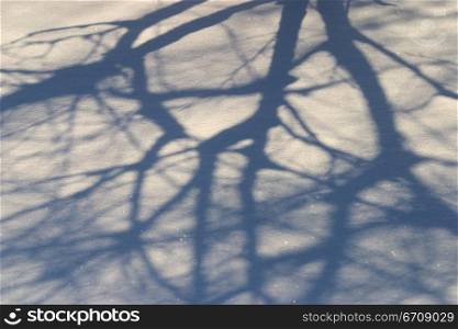 Shadow of a bare tree on the ground