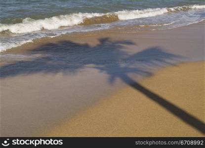 Shadow of a palm tree on the beach