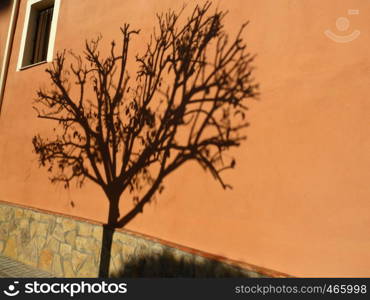 shadow of a tree in afternoon sun shine