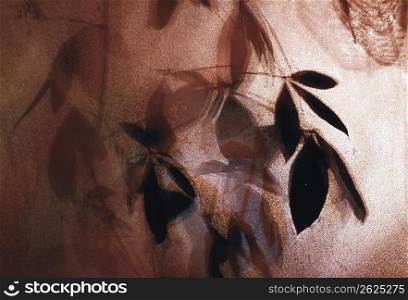 shadow of leaves