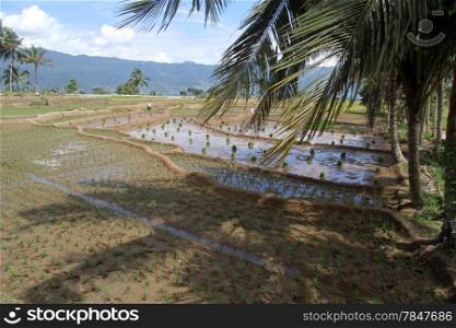 Shadow of palm trees on the rice field near lake Maninjau, Indonesia