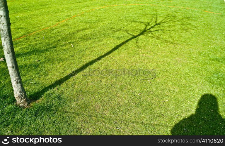 Shadow of photographer and tree, Hyde Park, London