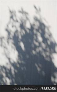 Shadow of tree on plaster wall.