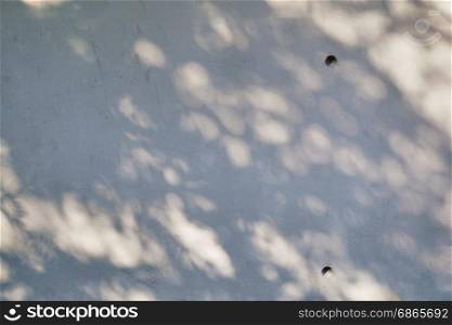 shadow of tree on raw concrete wall texture