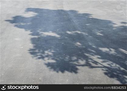 Shadow of tree on the asphalt pavement