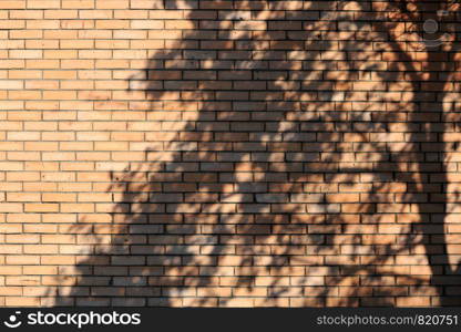 Shadow of tree on the brick wall.