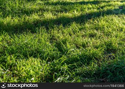 Shadow of trees on green grass in a park, nature background