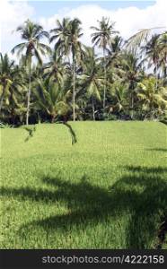 Shadow on the rice field in Ubud, Bali