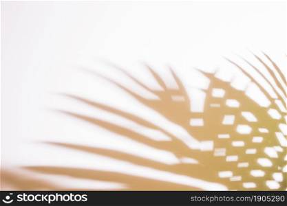 shadow palm leaves white backdrop. Beautiful photo. shadow palm leaves white backdrop