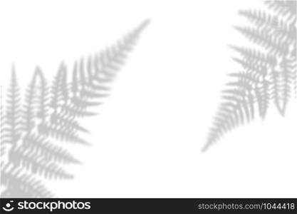 Shadow tropical of leaves on a white wall. Black and white image for photo overlay or layout.. Shadow tropical of leaves on a white wall. Black and white image for photo overlay or layout