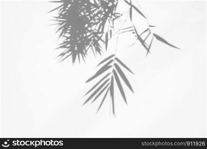 shadows of bamboo leaf on white wall surface texture background. white and black tone