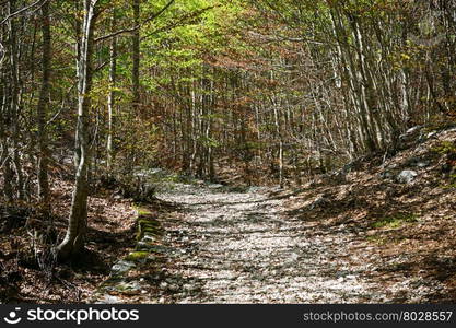 Shadows on the dirt road in Lovcen national park in Montenegro