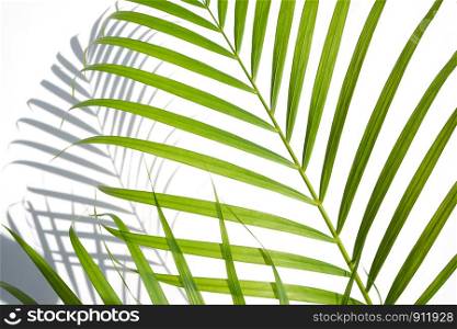 shadows palm leaf and green leaves on white wall background. for creative design summer concept
