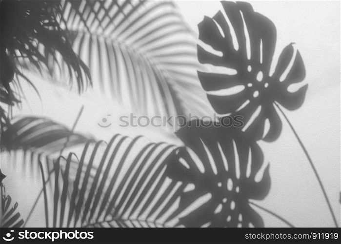 shadows palm leaves and monstera leaf on concrete textured wall surface background. White and Black tone