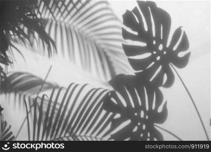 shadows palm leaves and monstera leaf on concrete textured wall surface background. White and Black tone