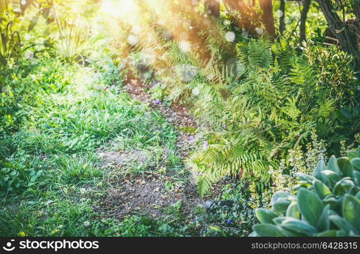 Shady garden with fern and sun rays, summer outdoor nature