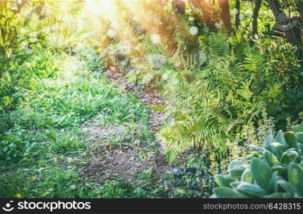 Shady garden with fern and sun rays, summer outdoor nature